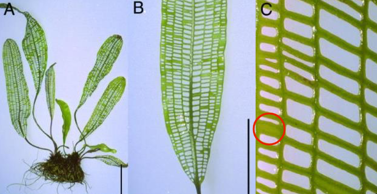 <ul><li><p class=""><strong>Apoptosis</strong> plays a role in plant growth</p></li><li><p class=""><strong>Madagascar Lace Plant</strong>:</p><ul><li><p class="">A type of submerged aquatic plant</p></li><li><p class="">Has mature leaves that are <strong>fenestrated</strong> (contain holes)</p></li></ul></li><li><p class="">Plant uses <strong>programmed cell death</strong> to generate holes in its leaves</p></li></ul><p></p>
