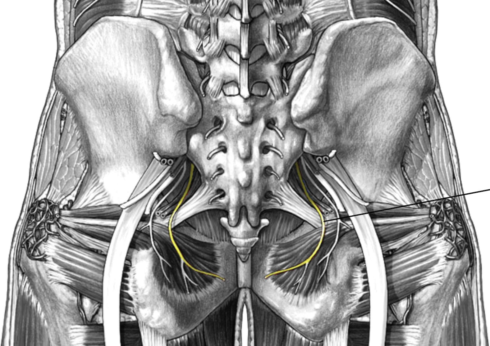 <p>Which nerve of the sacral plexus is:</p><ul><li><p>Passing inferior to the piriformis through the greater sciatic foramen</p></li></ul><p></p>