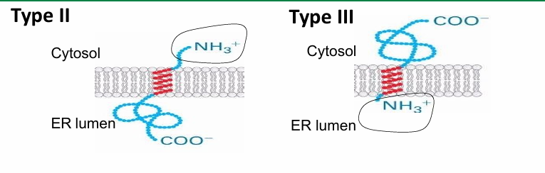 <ul><li><p>Single-pass proteins&nbsp;</p></li><li><p>Lack N-terminal signal sequence&nbsp;</p></li><li><p>They have a single signal sequence&nbsp;</p><ul><li><p>SA Sequence: Signal Anchor&nbsp;</p></li><li><p>Signal for both SRP and topogenic sequence&nbsp;</p></li></ul></li></ul><p></p><p>Type II:</p><ul><li><p>Oriented with N-terminus on cytosolic side&nbsp;</p></li><li><p>C-terminus on luminal side&nbsp;</p></li></ul><p></p><p>Type III:</p><ul><li><p>Oriented same way as Type I</p></li><li><p>N terminus on luminal side</p></li><li><p>C terminus on cytosolic side&nbsp;</p></li><li><p>Have very short N-terminus (allows it to be threaded through)</p></li></ul><p></p>