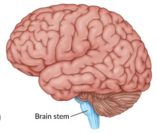 <p><em>Contains</em>:<br>- Midbrain<br>- Pons<br>- Medulla<br>-Nuclei of the cranial nerves (CN III-XII)</p>