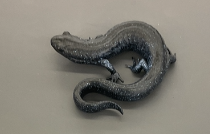 <p>Ambystoma texanum</p><p>Small-mouthed salamander</p><p>Endangered</p><p>Family Ambystomatidae</p><p>Sploty spots and blotchy</p><p>Small headed</p><p>Short snout</p><p>Grey, grey-blue or white flecking</p><p>Belly is dark grey with some blue motting</p><p>Asexually</p><p>Females have multiple sets of chromosomes</p><p>14-16 costal groovesAmbAmbystoma ystoma</p>