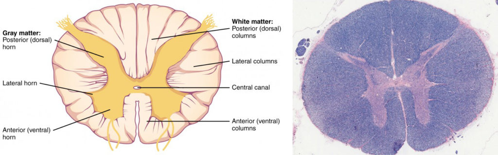 <p>The horns (ventral and dorsal) are where the spinal nerves synapse are <em>inside </em>the spinal cord</p><p><strong>Dorsal</strong> (Back): Holds the cell bodies for unipolar somatosensory neurons from the skin — touch and pain — and deep tissue — pain and proprioception</p>