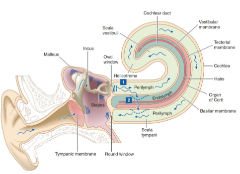 <p>Outline the process of sound transduction from ear to nerve impulse. (5)</p>