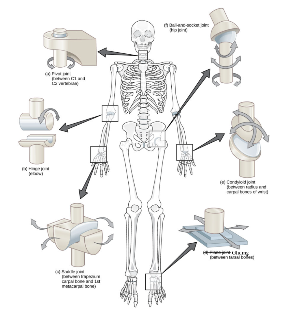 <ul><li><p>Ball and socket (hip joint)</p></li><li><p>Conclyloid</p></li><li><p>Gliding</p></li><li><p>Hinge (elbow, knee)</p></li><li><p>Pivot (rotational) (neck)</p></li><li><p>Saddle</p></li></ul><p></p>