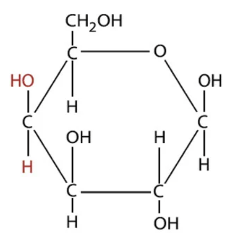 <ul><li><p>Not as soluble as Glucose.</p></li><li><p>Produces Glycolipids and Glycoprotein.</p></li></ul>