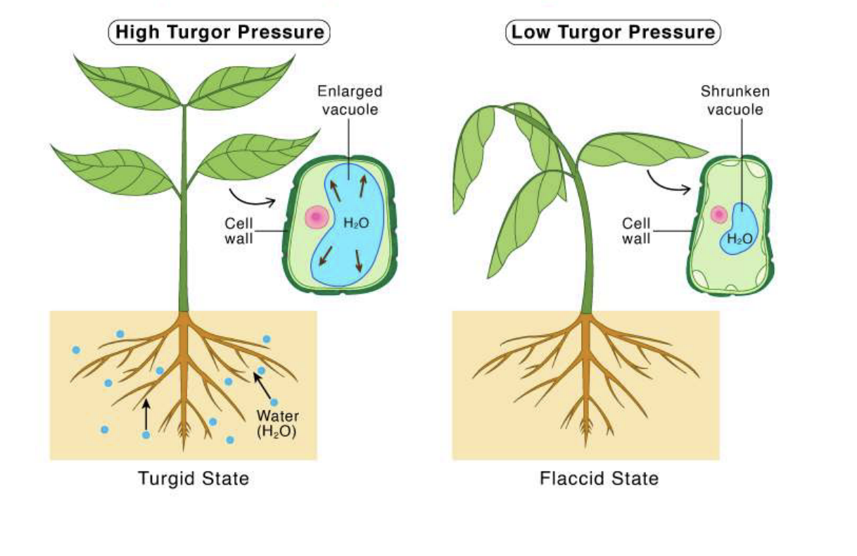 <p>The pressure exerted by the cells fluid content on the cell wall&nbsp;</p>