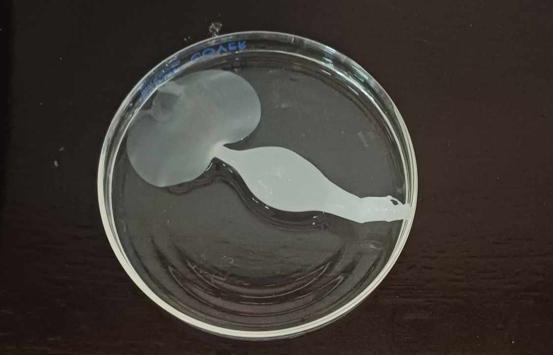 <p>Identify the:</p><p>Specimen used (Scientific and Common name)</p><p>Specialized leaf</p>