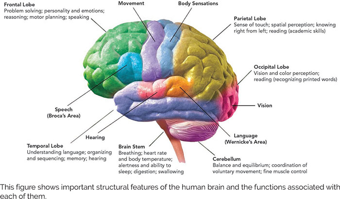 * Brain stem: controls basic survival functions (breathing, heart rate, sleep)
* Cerebellum: receives info from sensory systems to coordinate balance & voluntary movement
* Cerebrum: higher functions of thought & action
* Occipital lobe: vision
* Temporal lobe: auditory info & enables us to understand language
* Parietal lobe: sensory input: taste, temperature, touch
* Frontal lobe: complex thoughts, planning, movement, language, & impulse control