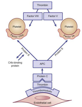 <p>if factor V is mutated, it becomes resistant to the inactivation by APC</p><ul><li><p>leads to inability to stop coagulation = clot formation</p></li></ul><p></p>