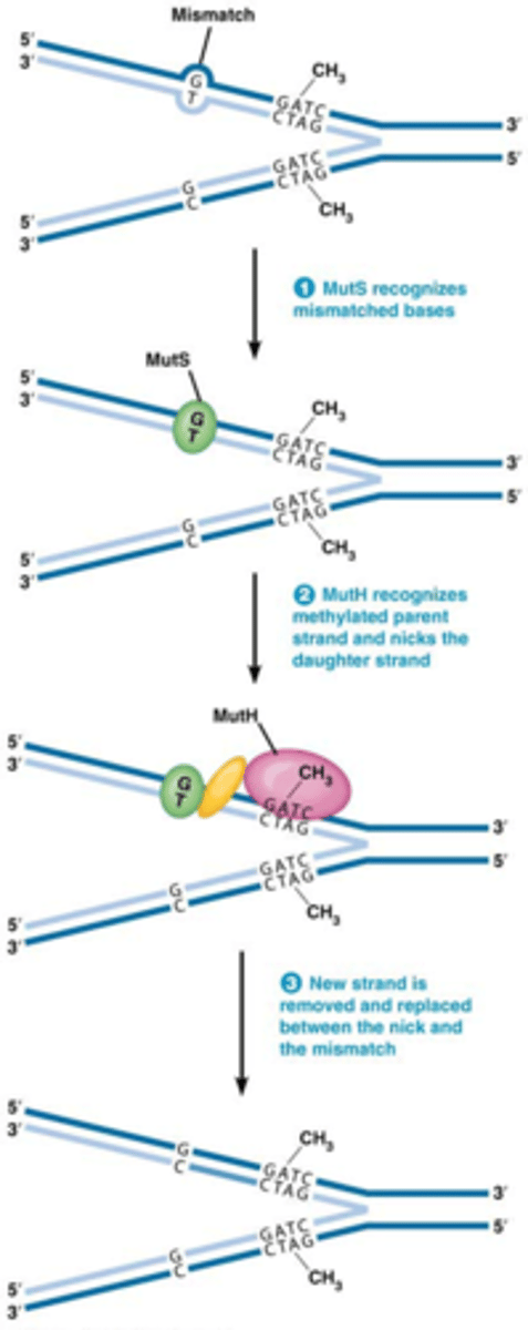 <p>Foutenherstel na replicatie + proeflezing (1:10.000.000)</p><p>1. MutS herkent de GT mismatch</p><p>-Eiwit bindt</p><p>2. mutH wordt gerecruteerd en herkent de parentale streng*</p><p>-MUT H zal de dochterstreng verbreken</p><p>-MUT H zal exonuclease recruteren zodat die die DNA streng verder afbreekt</p><p>3. Opening zal opgevuld worden door DNA polymerase</p><p>Ligase zal het gat dichten</p><p>*Hoe weet het eiwit wat de parentale streng is?</p><p>bij bacterien=methylering van adenine</p><p>Bij eukaryoten= okazakifragmenten</p>
