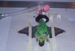 <p>Patient Positioning of Radiographs</p>