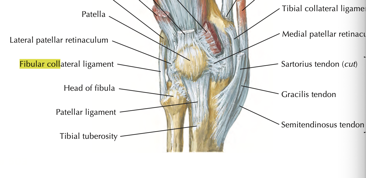 <ul><li><p>restricts varus stress and lateral rotation of tibia</p></li><li><p>strong, cord-like</p></li><li><p>extends from lateral epicondyle of femur to lateral surface of fibular head</p></li><li><p><strong>doesn’t attach to lateral meniscus</strong></p></li></ul><p></p>