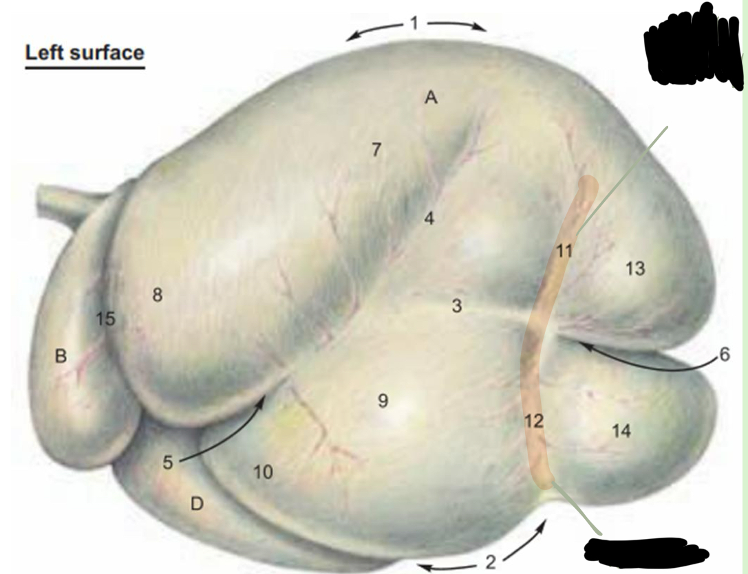<p>what is 11</p>
