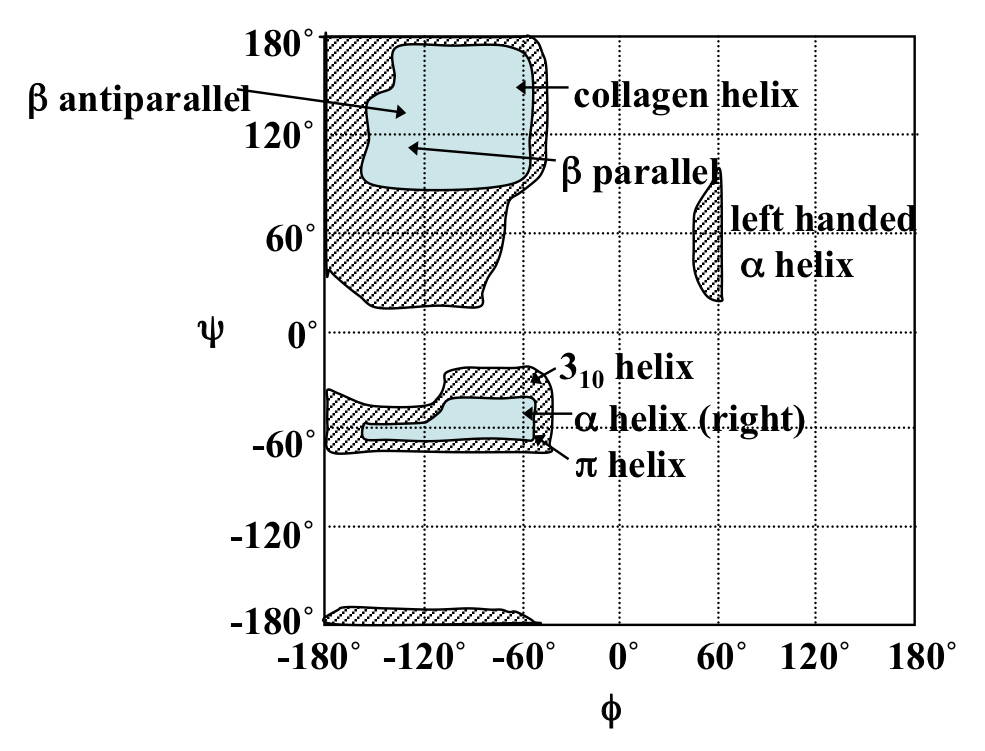 Plot that shows possible phi and psi angle combinations for L-amino acids.

Exceptions= proline due to pyrrolidine ring of the sidechain (restricts rotation) and glycine which only has H sidechain therefore more steric freedom. 