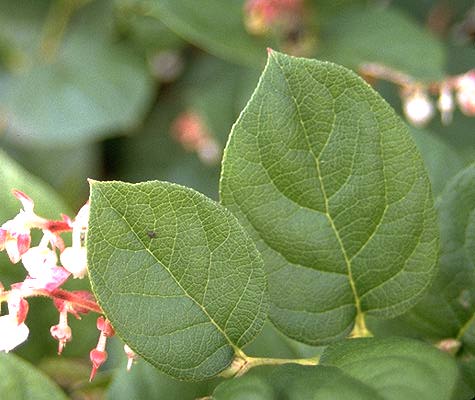 <p>Lemon Leaf</p>