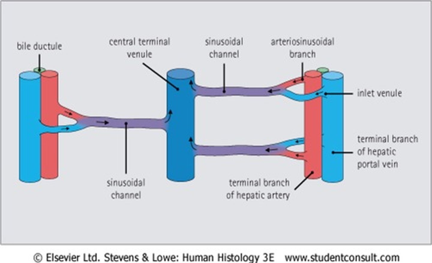 <p>Along portal/sinusoidal tracts into a central venule. </p>
