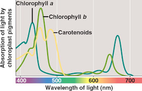 <p>The wavelengths of <strong>425 (Blue)</strong> and <strong>675 (Orange/Red)</strong> yield the best ATP</p><p>-<strong>HIGH </strong>intensity yields <u>MORE</u> ATP</p>