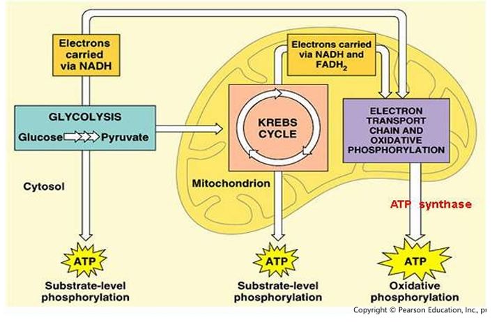 <p>Overview of Cellular respiration </p>