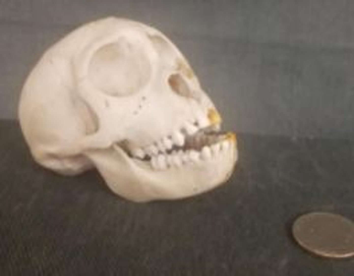 <p>What animal is this? Answer with "Skull" after animal name.</p>