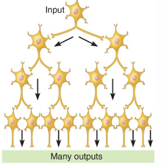 <p>One presynaptic neuron branches to affect a larger number of postsynaptic neurons</p>