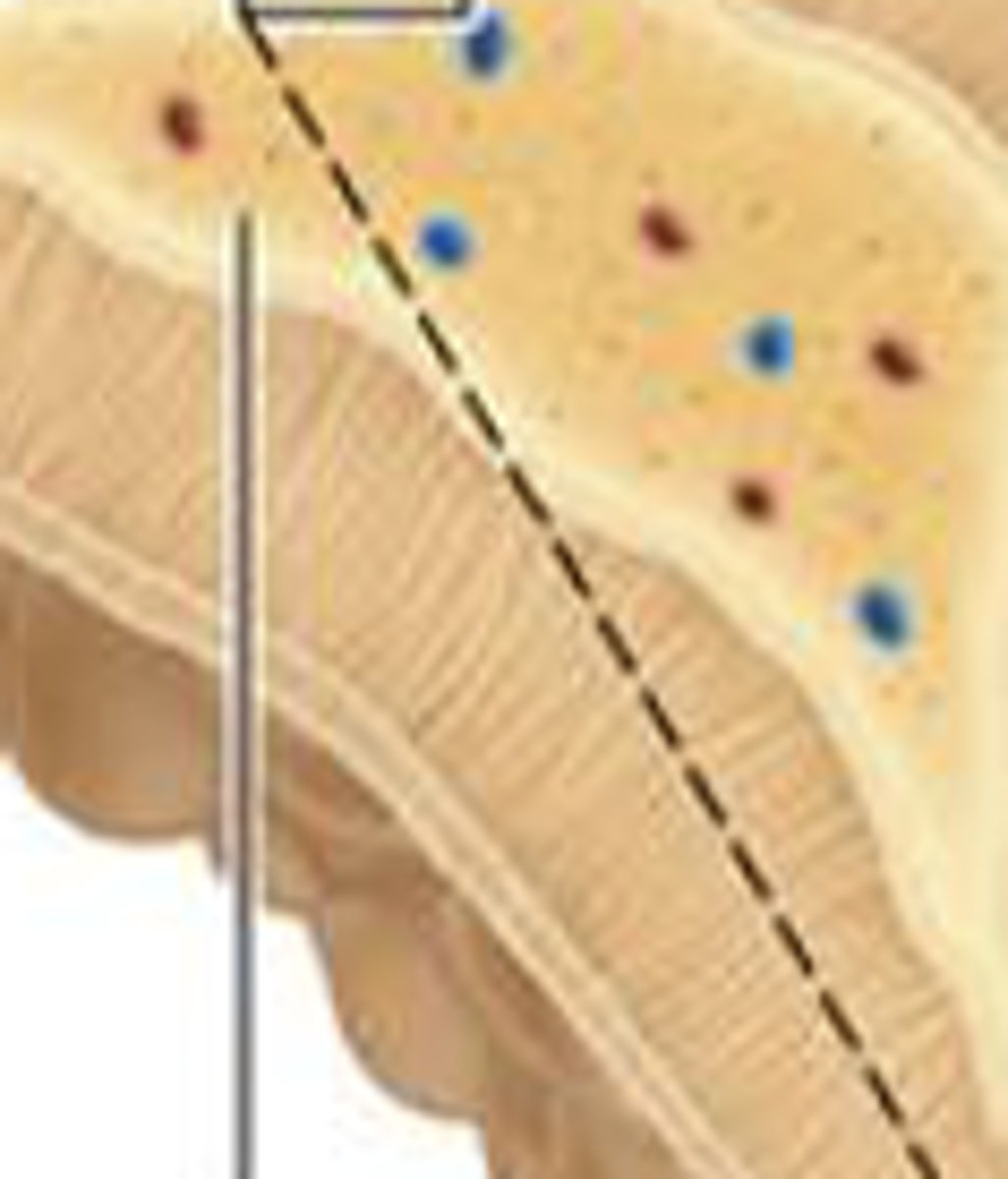 <p>neuroendocrine organ that secretes neurohormones</p>