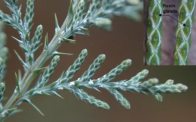 <p>Juniperus scopulorum. berry-like cones</p>