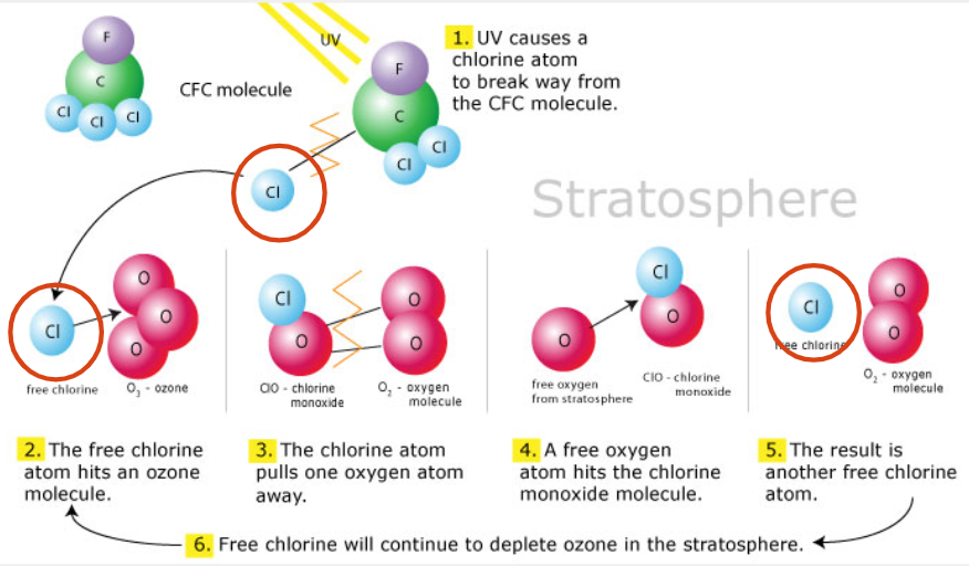 <p>Oxone doesn’t like the CFCs. The UV rays bounce off the CFCs, causing the CFCS to break off and to impact the oxygen molecules, resulting in oxygen depletion in the atmosphere</p>