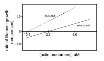 <p>At an [actin] of 2.8 μM, will there be net assembly or disassembly at the MINUS ends?</p>