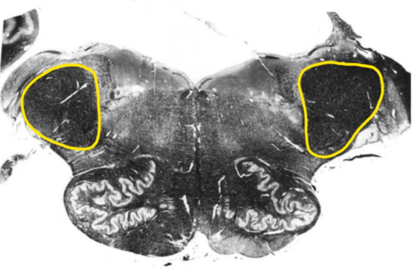 <p>ID the structure</p>