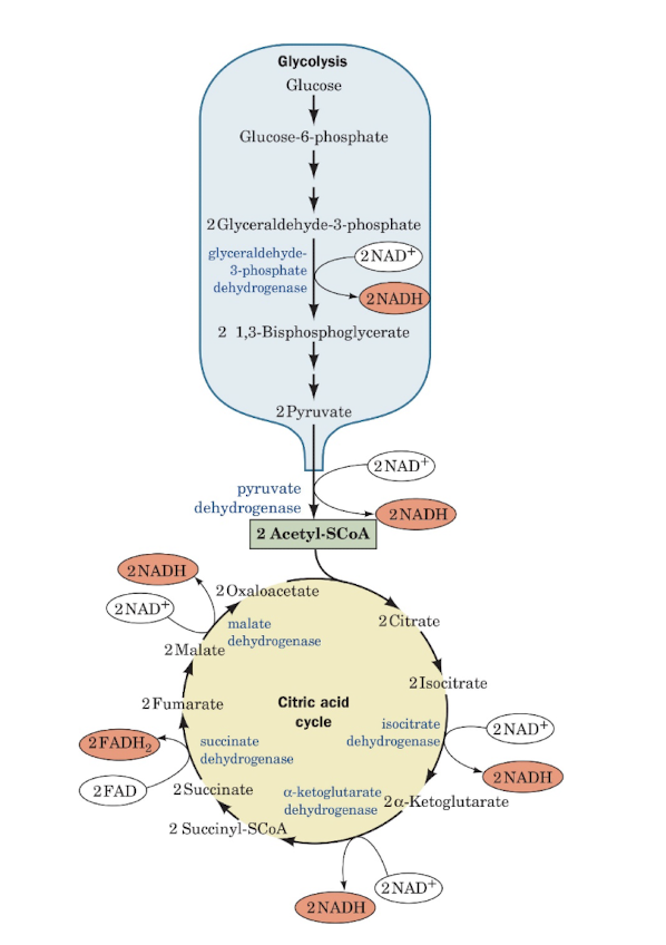 knowt flashcard image
