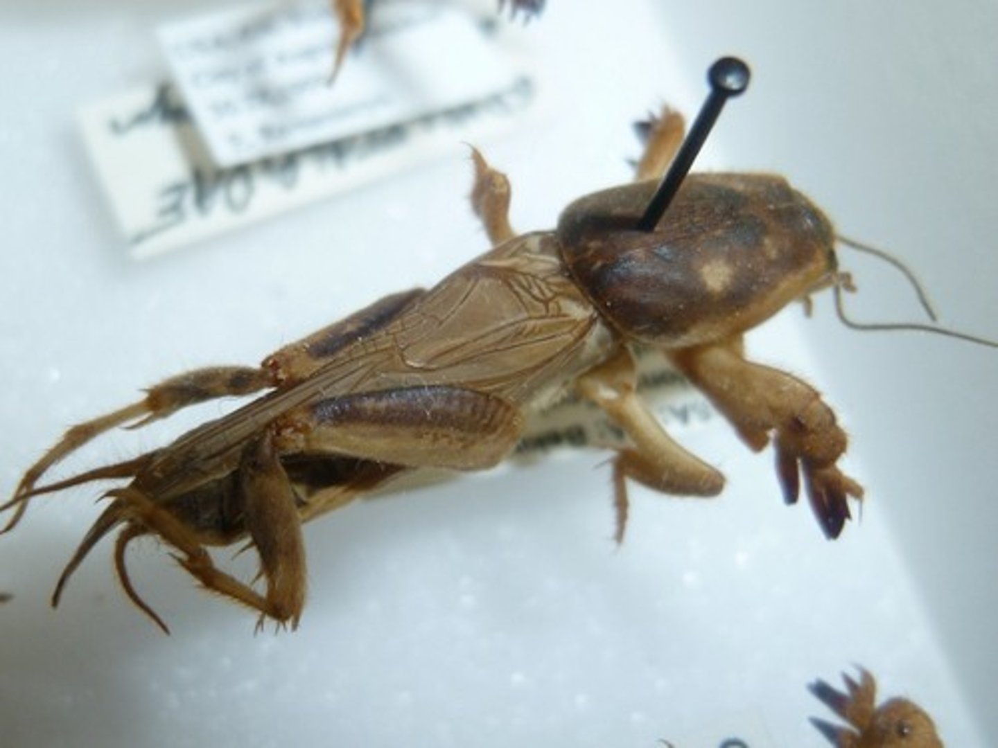 <p>Mole crickets</p>