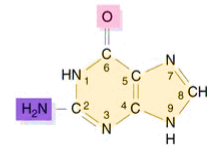 knowt flashcard image