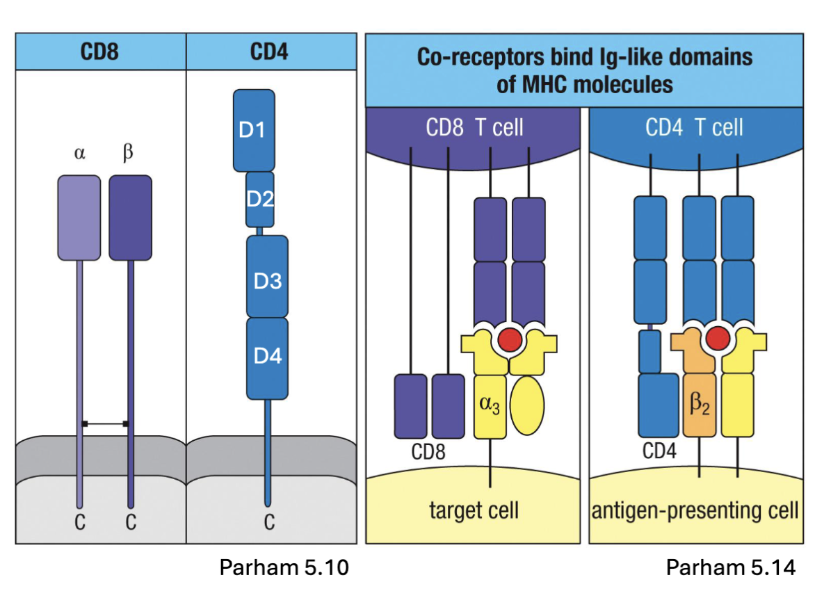 <ul><li><p><span><span>TCR complex</span><u><span> also</span></u><span>&nbsp;includes CD4 or CD8 glycoproteins:</span></span></p><ul><li><p><span><strong><span>CD4</span></strong><span>: one chain, 4 domains, hinge in the middle</span></span></p></li><li><p><span><strong><span>CD8</span></strong><span>: linked ⍺ and β chains</span></span></p></li></ul></li><li><p><span><span>co-receptors that aid in binding MHC II or MHC I, respectively</span></span></p></li></ul><p></p>