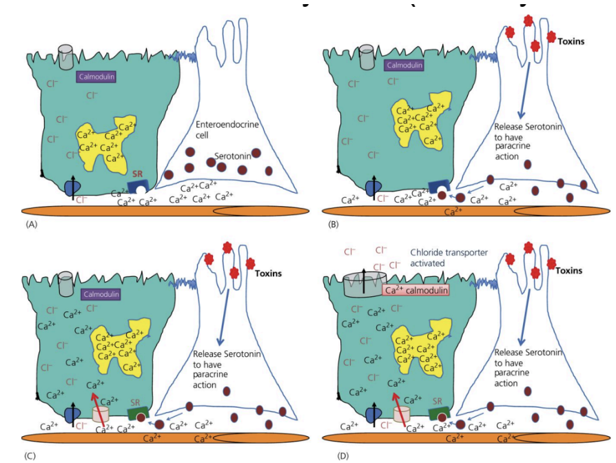 <ol><li><p>Toxins → activate enteroendocrine cells</p></li><li><p>Enteroendocrine cells release serotonin</p></li><li><p>Serotonin stimulates neighboring cells to bring Ca in</p></li><li><p>Extra Ca binds to calmodulin</p></li><li><p>Calmodulin activates chloride transporter </p></li><li><p>Cl out of cell</p></li><li><p>Na follows, water follows</p></li></ol><p></p>