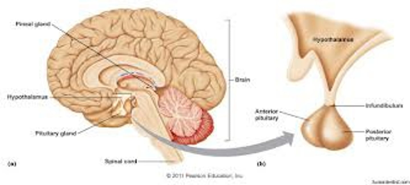 <p>the endocrine system's most influential gland. Under the influence of the hypothalamus, the pituitary regulates growth and controls other endocrine glands.</p>