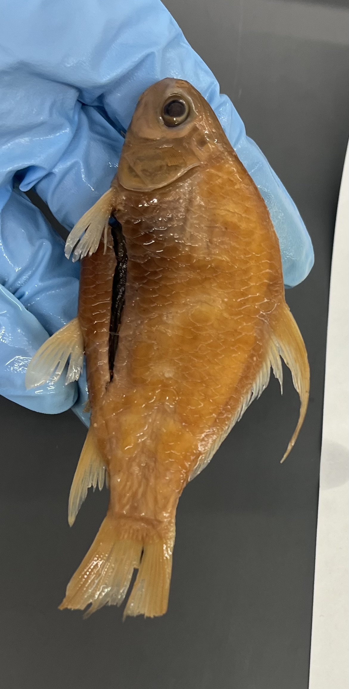 <p>Longer dorsal ray</p><p>Tinier mouth</p><p>Eyes set back</p><p>Bigger scales</p><p>Can see gills through operculum </p>
