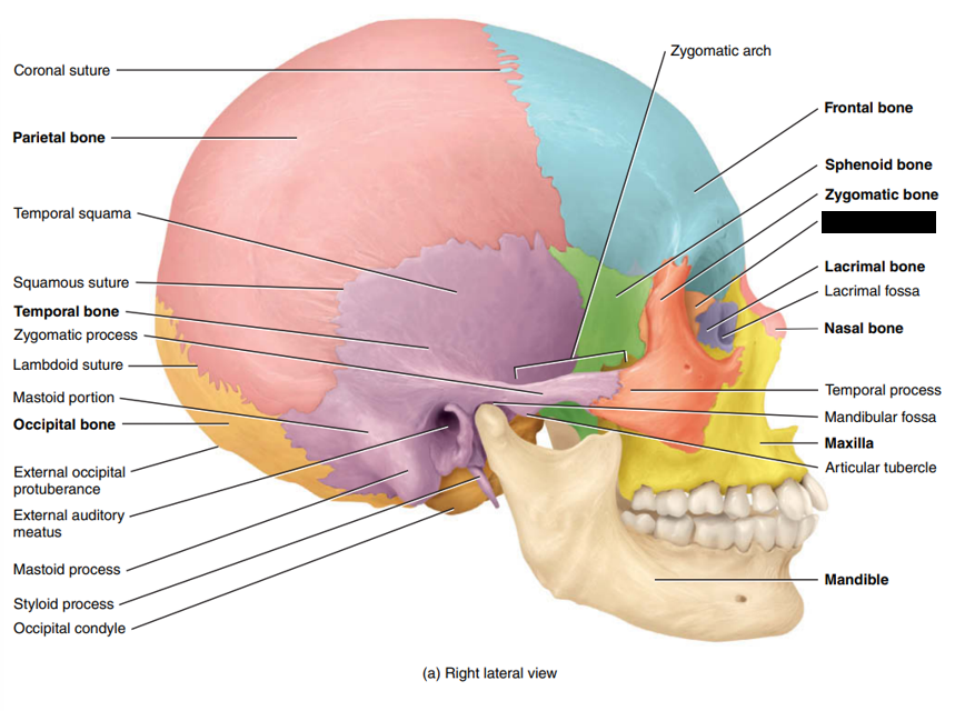 <p>State and identify what part of the cranial bone is being pointed out and censored. (hint: bone)</p>