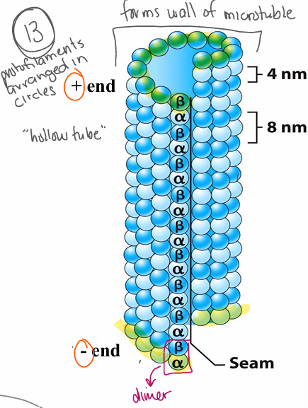 <p>alpha (-)/beta (+) tubulin dimers </p><ul><li><p>13 protofilaments </p></li></ul><p>dimer= alpha + beta</p><ul><li><p>monomers bound by GTP</p></li><li><p>centrosomes and basal bodies (organizing center)</p></li></ul><p></p>