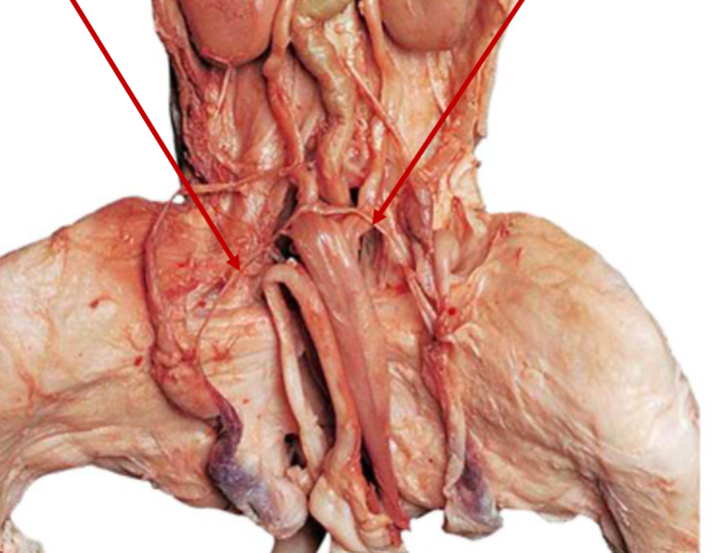 <p>What is the arrow pointing to? What’s it function? </p>
