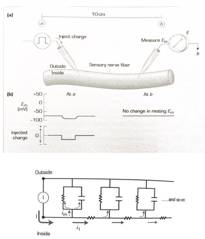 <ul><li><p>The current is <strong>too small</strong> to reach threshold → <strong>no action potential</strong></p></li><li><p>The <strong>membrane leaks charge</strong>, so current <strong>decays</strong> before reaching point B</p></li><li><p>Therefore, <strong>Vm at point B stays the same</strong></p></li></ul><p></p>