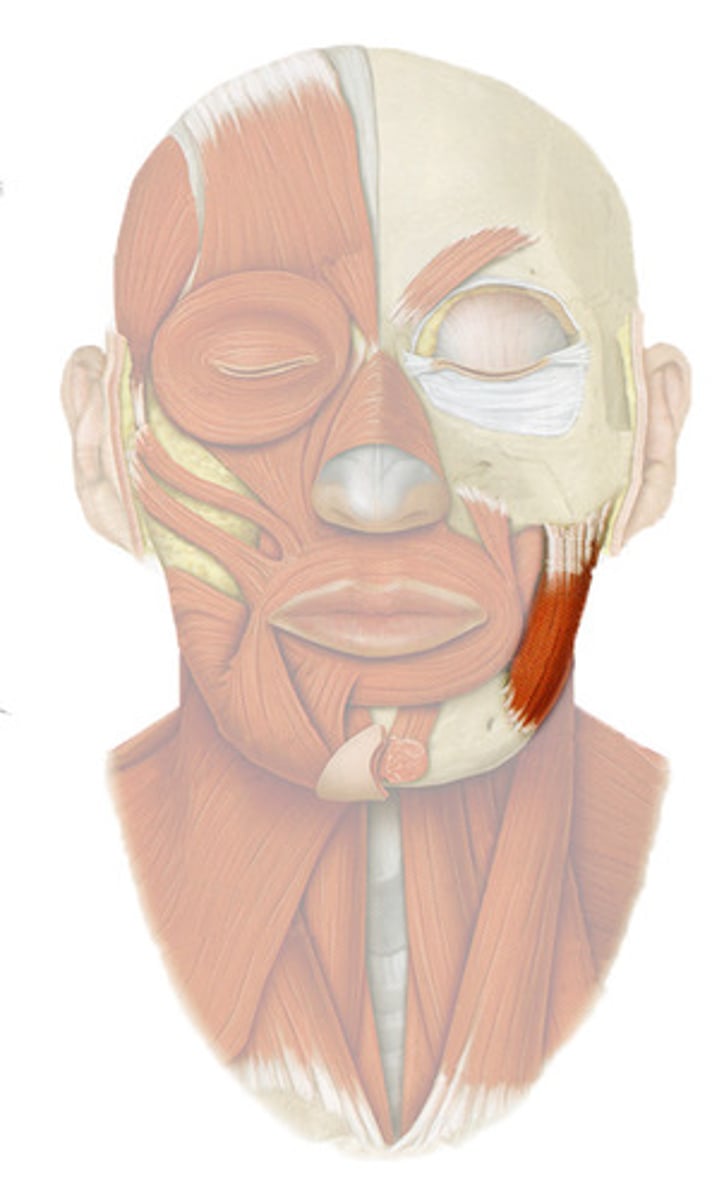 <p>Origin: Zygomatic arch </p><p>Insertion: Mandibular angle </p><p>Action: Elevates, closes mandible </p>