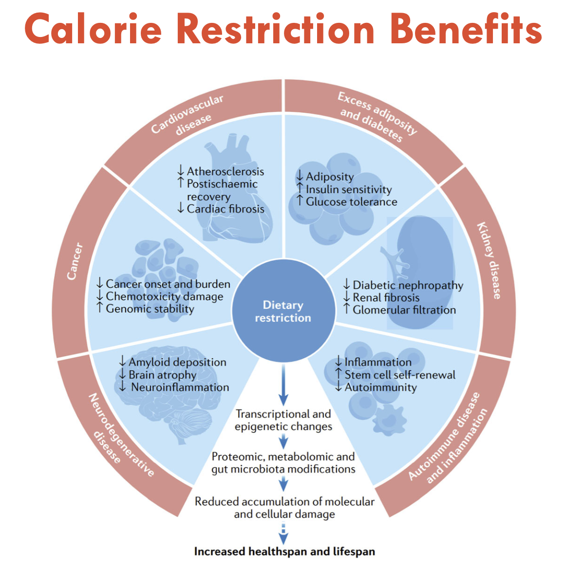 <p>Improves:</p><ol><li><p>Neurodegenerative Disease</p></li><li><p>Autoimmune disease and inflammation</p></li><li><p>Kidney disease</p></li><li><p>Excess adiposity and diabetes</p></li><li><p>CVD</p></li><li><p>Cancer</p></li></ol><p></p>
