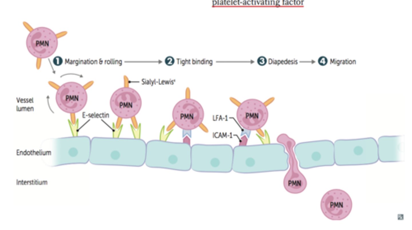 <p>General term for the proteins that protrude from the endothelial lining and cause leukocytes and monocytes flowing through the blood to slow down and roll along the interior of the vessel. This allows for diapedesis to occur. An example of such a protein is selectin. Give term and abbreviation in parentheses.</p>