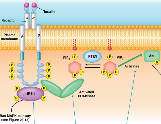 <p>Receptor Tyr Kinase: PI3-Kinase:</p><ul><li><p>___ ___-___ (PI3-Kinase) will phosphorylate ___-___,___-___ (___) to become ___-___,___,___-___ (___)</p></li><li><p>Then that will bind to ___ ___ ___ (___) or (___) that will then phosphorylate other kinases</p></li><li><p>PIP3 is converted back to PIP2 by ___ which is a ___</p></li></ul><p></p>
