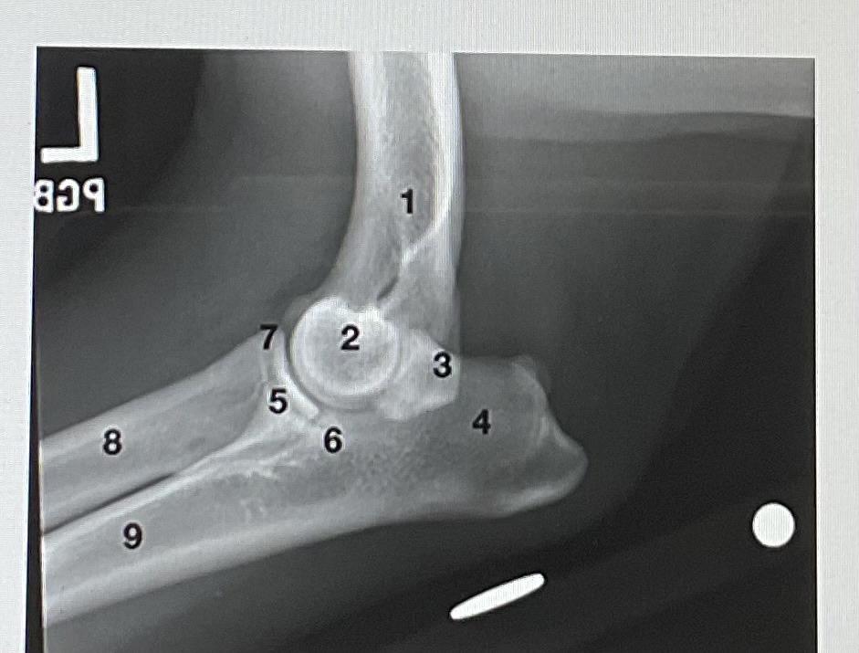 <p>while working in veterinary radiology clinic you x-ray a dog’s antebrachium, pictured above. which number marks the proximal diaphysis of the radius </p>