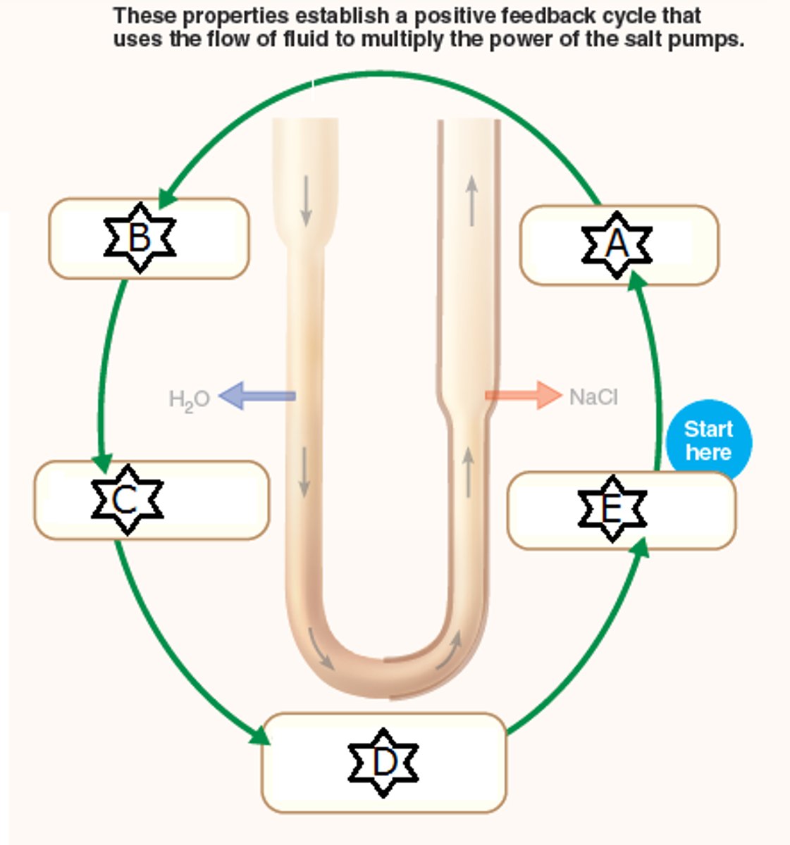 <p>is the study of the <u><mark data-color="yellow" style="background-color: yellow; color: inherit;">function of the </mark></u><strong><u><mark data-color="yellow" style="background-color: yellow; color: inherit;">kidneys</mark></u></strong></p>