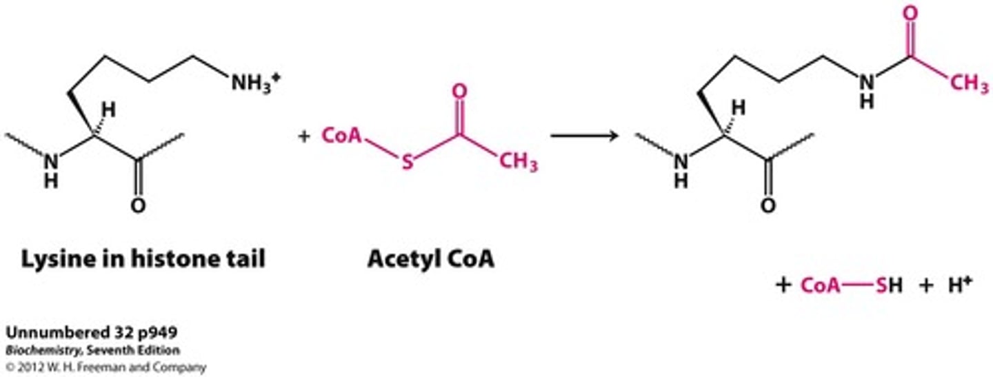 <p>Histone acetyltransferase (HAT) is the enzyme responsible for adding acetyl groups to the Lysine residues of histone proteins.</p><p>Histone deacetylase (HDAC) is the enzyme responsible for removing acetyl groups from the Lysine residues of histone proteins.</p>