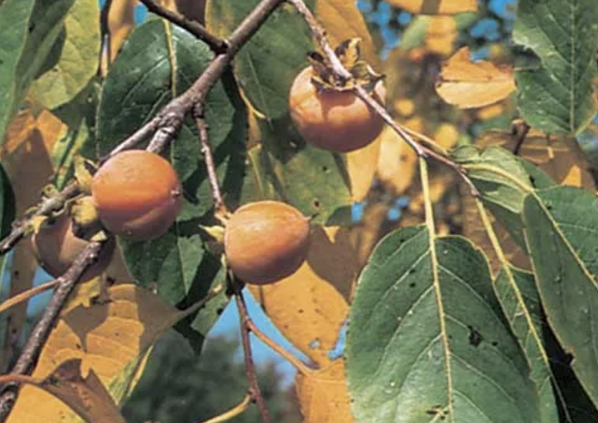 <p><em>Diospyros virginiana</em></p><p>Ebenaceae</p>
