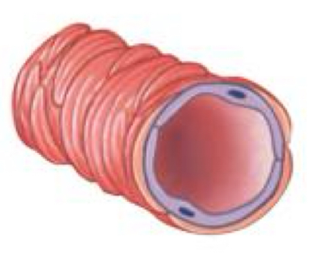 <ul><li><p>a site of <strong>variable resistance</strong></p><ul><li><p>controls resistance</p></li></ul></li><li><p>it is apart of the microcirculation </p></li><li><p>less elastic and more muscular</p><ul><li><p>lots of blood can flow through them</p></li></ul></li></ul><p></p>