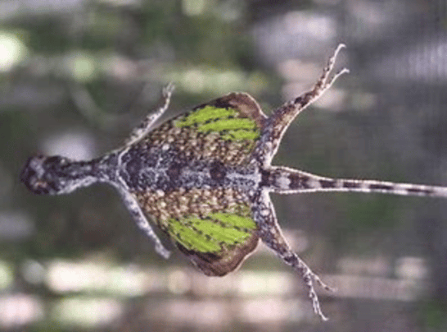 <p>(Draco volans)</p>